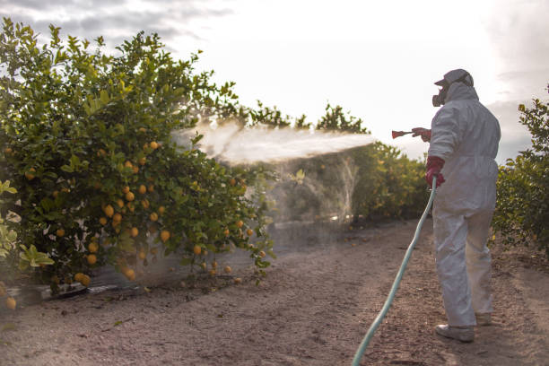 Insect Control in Lakeland North, WA