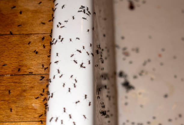 Best Wasp Removal Services  in Lakeland North, WA