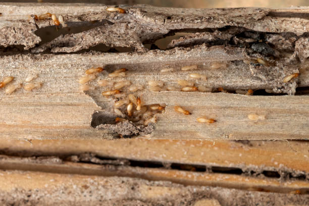Best Pest Inspection Near Me  in Lakeland North, WA